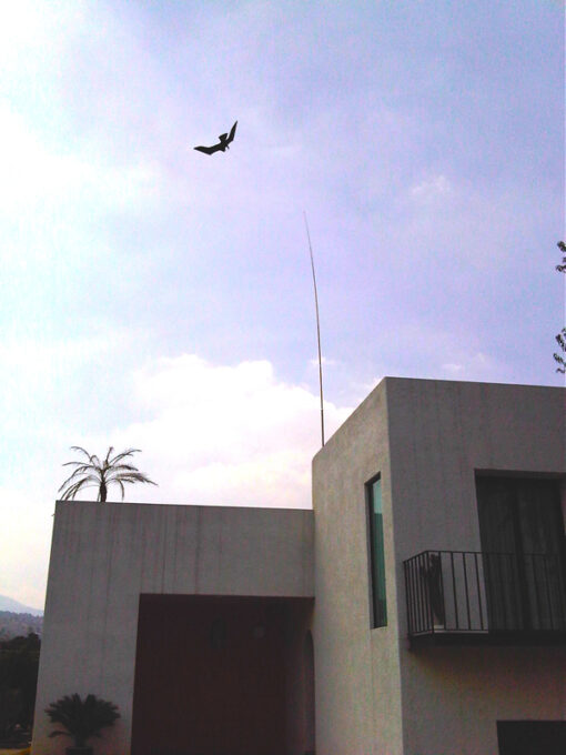 Scarybird - Imagen 2